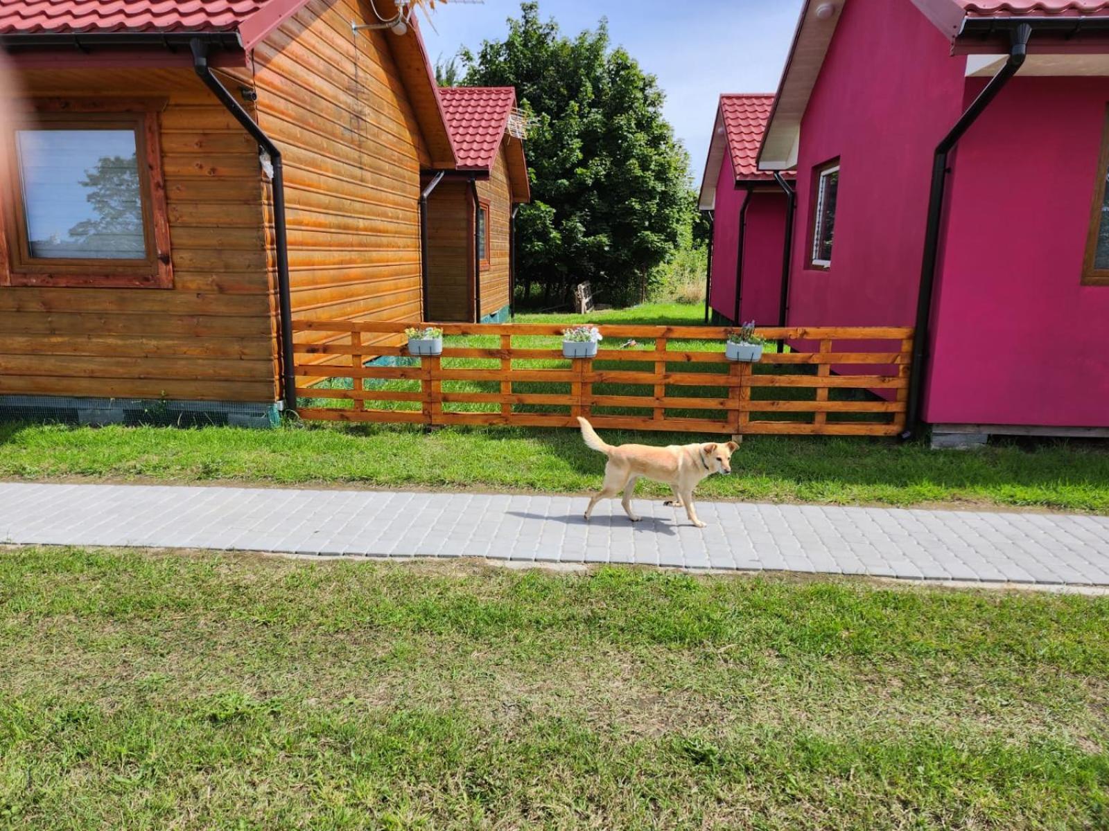 Domki Letniskowe U Zuni Chłopy Zewnętrze zdjęcie